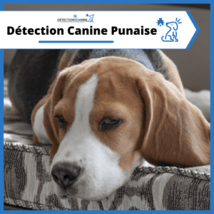 detection-canine-punaise-de-lit