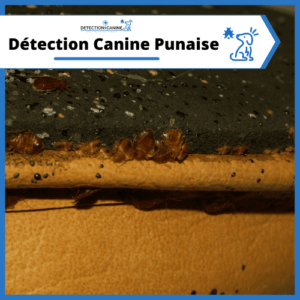 detection-canine-punaise-de-lit