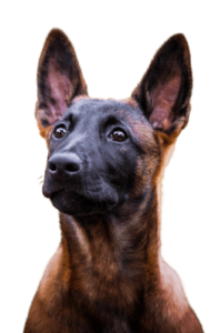 Détection Canine Punaise - Entreprise de Détection Certifiée