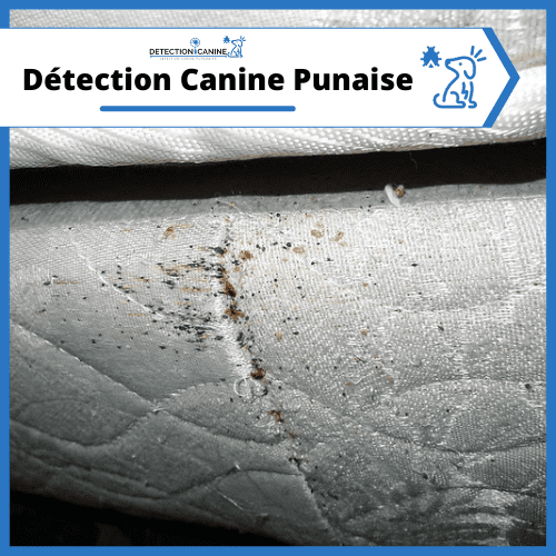 detection-canine-punaise